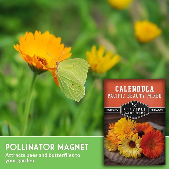 Pacific Beauty Mix Calendula Seeds for Planting – Colorful Heirloom Pot Marigold with Edible & Medicinal Flowers, Pollinator Friendly – Survival Garden Seeds (2 Packs)