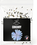 Chicory Seeds for Planting – 300+ Non-GMO Heirloom Leaf & Root Chicory Seeds (Cichorium intybus)