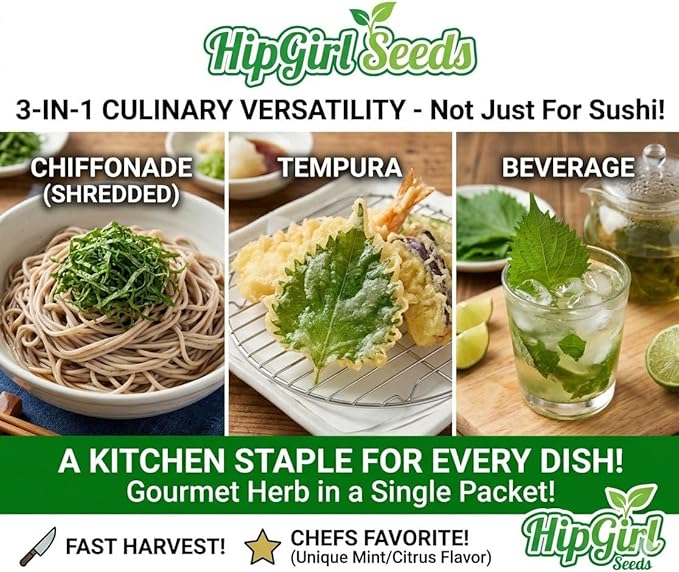 200ct+ Perilla/Shiso Seed for Planting,Non GMO Seeds Heirloom Vegetable Seed for Planting.Great Hydroponic Seeds for Pods(Shiso Herb Seeds #3,日本紫苏,Green Ohba Ao,1g)