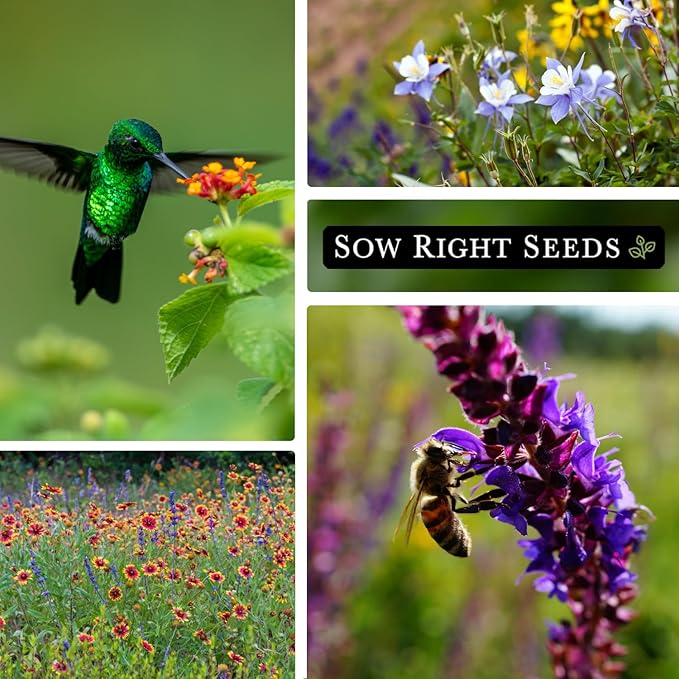 Sow Right Seeds - Perennial Wildflowers Seeds Mix for Planting - Non-GMO Heirloom Packet with Instructions to Plant & Grow a Wild Flower Garden - Colorful Blooms That Will Return Year After Year (1)