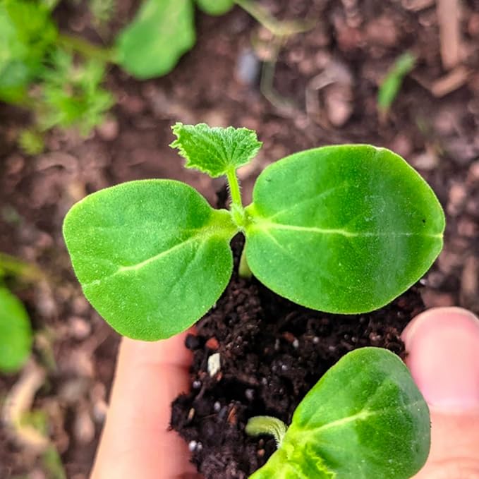 Seed Needs Cucamelon Seeds/Lemon Cucumber Seeds for Planting - Non-GMO, Heirloom & Untreated Vegetables - Grow a Home Grown Outdoor Vegetable Garden (2 Pack Collection)