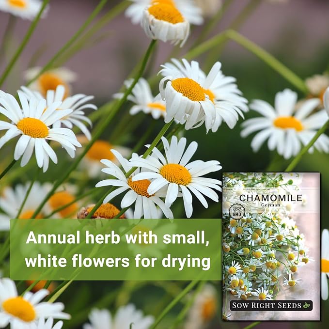 Sow Right Seeds - German Chamomile Seeds for Planting - Non-GMO Heirloom Packet with Instructions to Grow Herbal Tea - Medicinal & Aromatic Flower, Home Remedies - Small Daisy-Like Blooms (2)