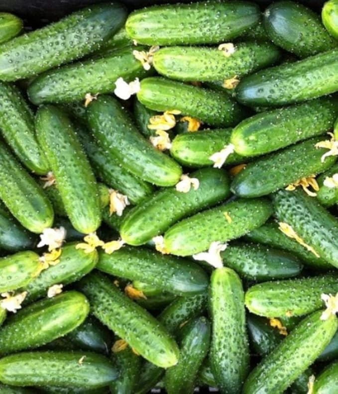 Seeds Cucumber to The Envy of a Neighbor Pickling 45 Days Vegetable Non GMO