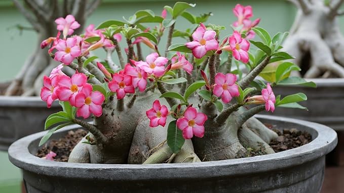 Gardenera Desert Rose Potting Mix - Provide Your Adeniums with The Ideal Soil Composition - 3 QUARTS