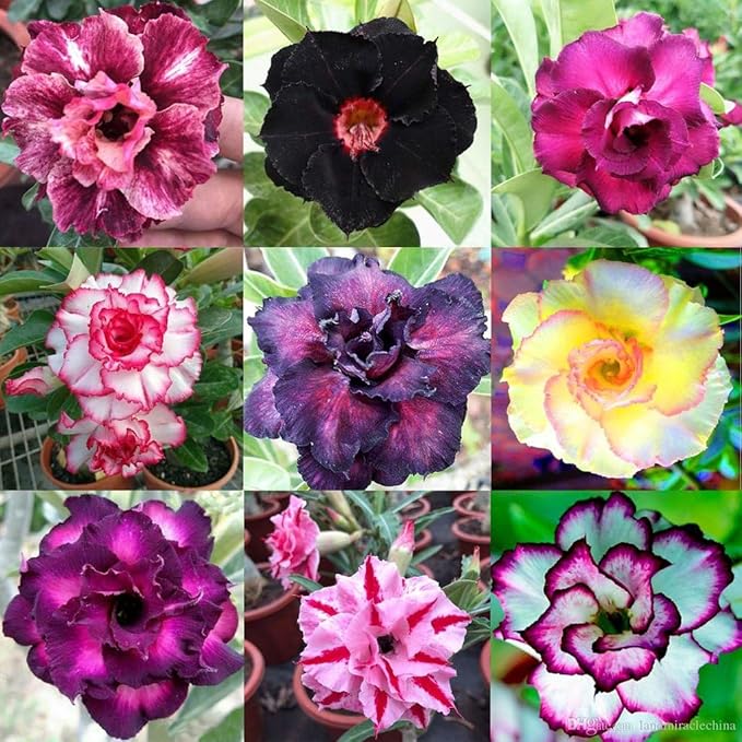 Gardenera Desert Rose Planting Soil - Nurture Your Adeniums with a Premium Potting Mix - 10 QUARTS