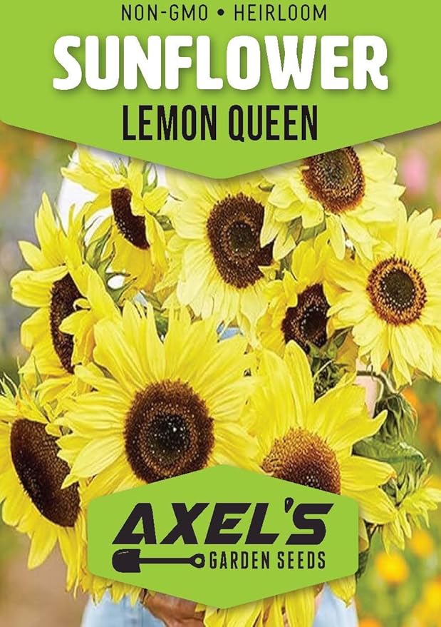 Yellow Sunflower Seeds for Planting - 25 Heirloom Non GMO Lemon Queen Flower Seeds Plant & Grow Home Outdoor Annual Garden - 1 Packet
