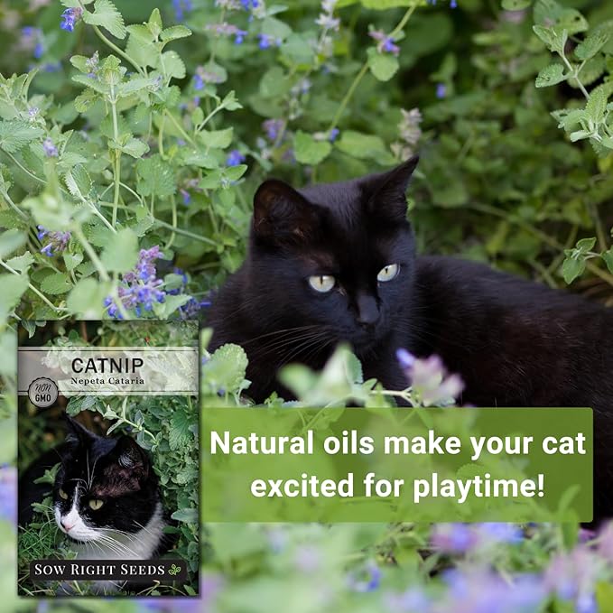 Sow Right Seeds - Catnip Seed for Planting - Popular Herb for Happy Cats - Non-GMO Heirloom Packet with Instructions to Plant and Grow - A Gift for The Cat Lover - Perennial Herb Indoors (4)