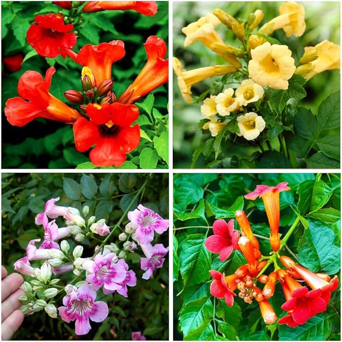 100+Hummingbird Trumpet Vine Plant Seeds-Trumpet Creeper Seeds Non-GMO Heirloom Flower Seed
