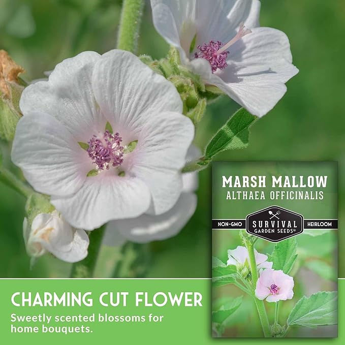 Marshmallow Seeds for Planting - Marsh Mallow Medicinal Herb, Althaea Officinalis, Traditional Root Plant for Herb Garden - Heirloom Non-GMO Open Pollinated - Survival Garden Seeds (3 Pack)