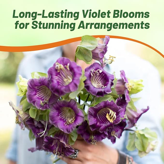 Outsidepride Violet Cobea Cup and Saucer Vine Seeds - 100 Pcs Perennial Climbing Vine Flower Seeds with Lush Foliage & Large Flowers That Attract Pollinators, for Fences, Trellises, or Walls