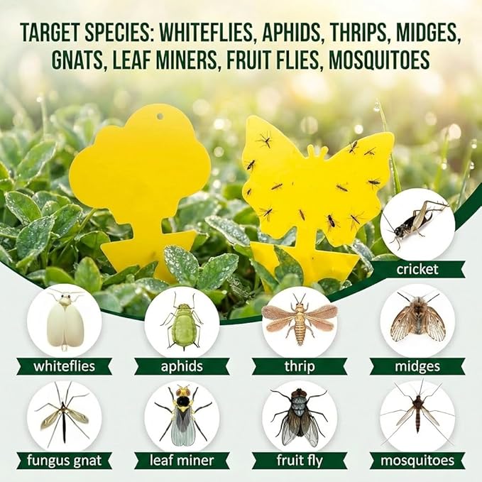 100 Pcs Sticky Traps for Fungus Gnat (Plants), Fruit Fly, Whitefly, and Fly, Yellow Sticky Insect Catcher Traps for Indoor/Outdoor, Kitchen, and Plants, High-End Glue, Non-Toxic, Yellow