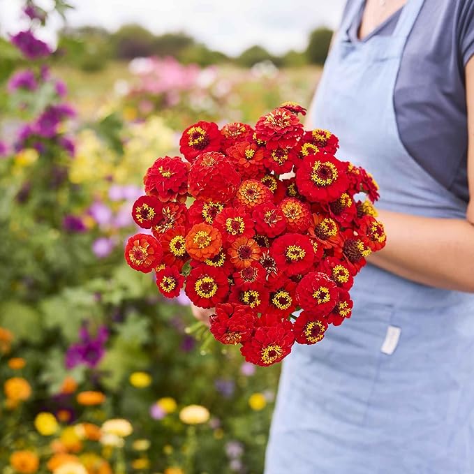 Eden Brothers Zinnia Seeds - Lilliput Redman, Non-GMO Seeds for Planting, Packet | Low-Maintenance Flower Seeds, Plant During Spring, Zones 3, 4, 5, 6, 7, 8, 9, 10