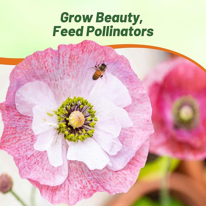 Outsidepride Mother of Pearl Poppy Seeds for Planting - 1,000 Pcs Annual, Drought-Tolerant & Easy to Grow Wildflower Seeds with Vibrant Mix Blooms for Landscaping, & Pollinator Garden