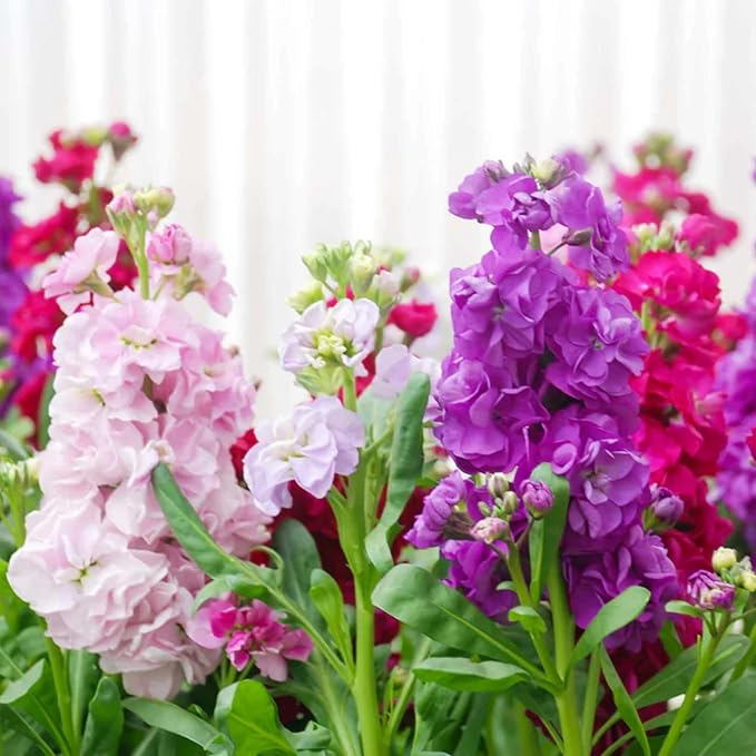 300+ Stock Flower Seeds for Planting - Matthiola Evening Scented Annual Flower Garden Plants Seeds