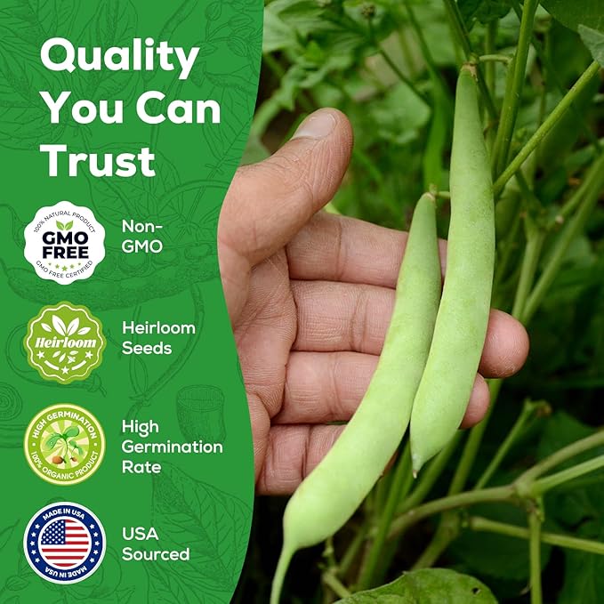 Contender Bush Bean Seeds - 45 Heirloom, Non-GMO Seeds - High Yield Stringless Green Bean for Home Vegetable Garden, Containers
