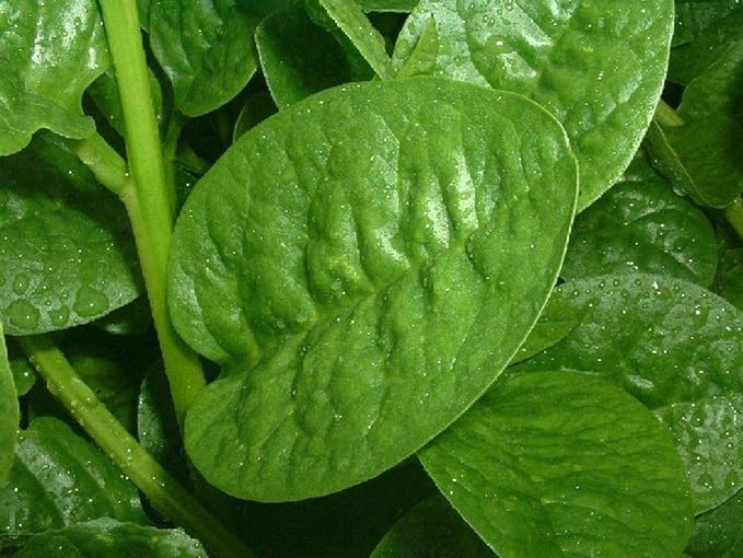 Malabar Spinach (Green Stem Variety) - Excellent for stir-Fry Cooking or RAW(300 - Seeds)