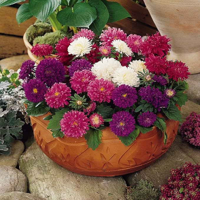 Outsidepride 1,000 Pcs Aster Seeds - Seastar Annual, Hardy & Pollinator Friendly Flower Seeds for Planting Vibrant Mix, Ideal for Meadows & Aesthetic Gardens