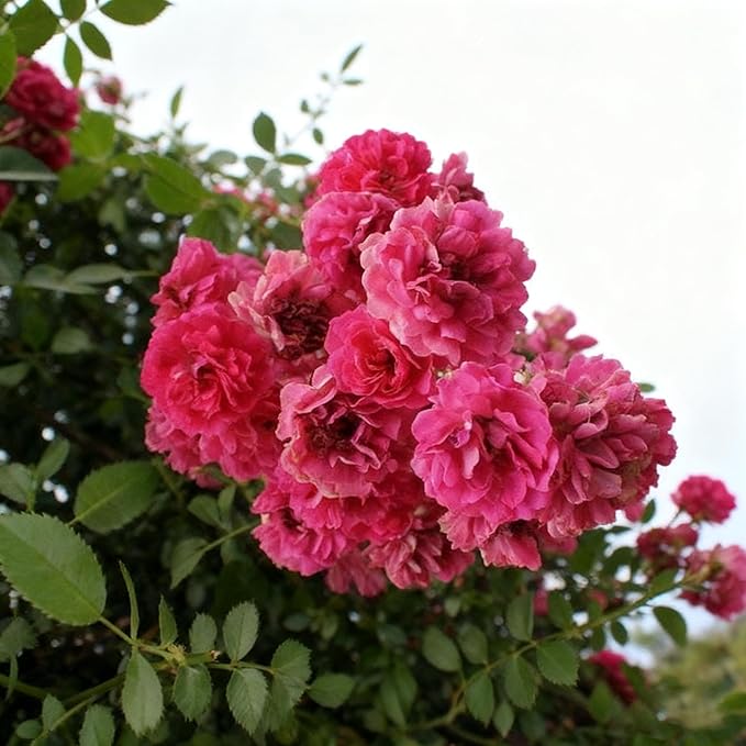 Climbing Rose Seeds for Planting, 289+ Mixed Rosa Seeds, Perennial Shrub Flower Palnts, Non-GMO Heirloom Ornamental Climbing Rosa Flower Seed for Home Garden