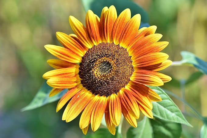 Flower & Vegetable Seed Set - 21 Varieties of Non-GMO Heirloom Premium Seeds for Planting - Cabbage, Roma Tomato, Peas, Sunflowers, and More