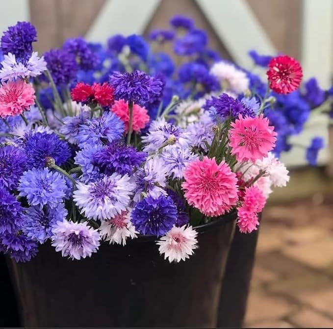 3,000 Bachelor Button Seeds for Planting - Cornflower Wildflower Seed (Centaurea cyanus), Non-GMO Heirloom Flowers, Pollinator Garden, Attracts Bees & Butterflies, Cut Bloom for Outdoor Borders