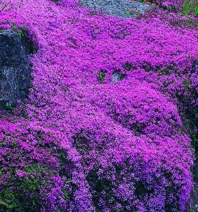 21000+ Creeping Thyme Seeds for Planting Outdoor -Perennial Thymus Serpyllum Magic Carpet Ground Cover Herb Plant in Home Garden Backyard Non-GMO