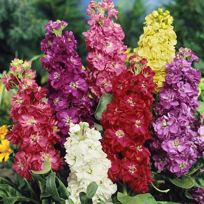 Outsidepride Ten Week Mix Mattiola Stock Seeds - 2000 Pcs Annual Flower Seeds for Planting with Fragrant Blooms That Attract Pollinators, Compact Growth, for Cut Flower Arrangements & Containers