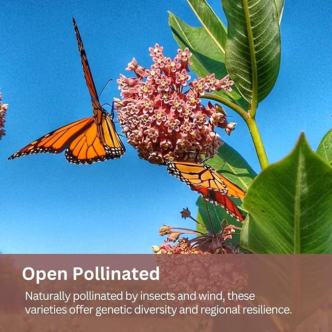 Native Milkweed Variety Pack - 5 Essential Species for Monarch Butterfly Gardens - Common, Swamp, Butterfly Weed, Showy & Narrowleaf - Non-GMO Native Wildflower Seeds for Pollinators