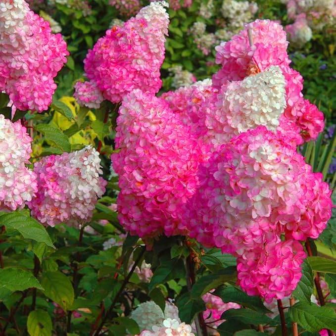 55+ Vanilla Strawberry Hydrangea Flower Seed for Planting Outdoor-Open Pollinated Fragrant Shade Garden Flowers