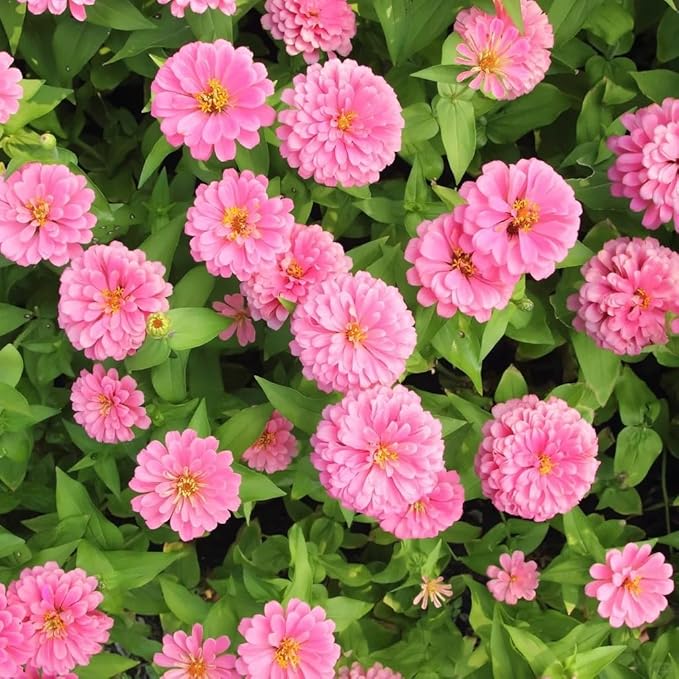 1000 Mixed 𝗨𝗦𝗔 𝗣𝗥𝗘𝗠𝗜𝗨𝗠 Zinnia Seeds - Non-GMO Heirloom Flower Seed | Large Blooms & Easy to Grow, Multi-Colors | Ideal for Pollinator Gardens, Borders & Containers