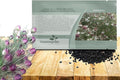 Outsidepride Jewels Marbles Nigella Seeds - 2000 Pcs Annual Flower Seeds for Planting with Vibrant Blooms & Lacy, Fern-Like Foliage, Attractive Cut Flower for Small Garden Spaces & Floral Arrangements