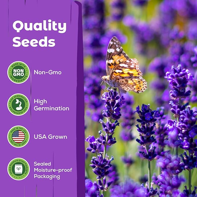 7,000+ Lavender Seeds Large Non GMO 3/4 Ounce Packet English Lavender Seeds- Heirloom Seeds Lavandula Angustifolia Wildflower Seed for Planting Indoor/Outdoor, High Germination