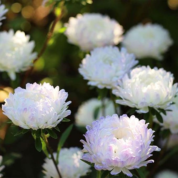 Chrysanthemum Flowers Seeds for Planting, 1000pcs Rare Perennial Tanacetum Chrysanthemum Morifolium Flower Seeds, Heirloom Non-GMO Home Garden Wildflower in Outdoors Indoors