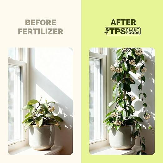 Hoya Fertilizer – Liquid Plant Food for Hoya, Supports Thick Leaves & Steady Growth, 32 oz