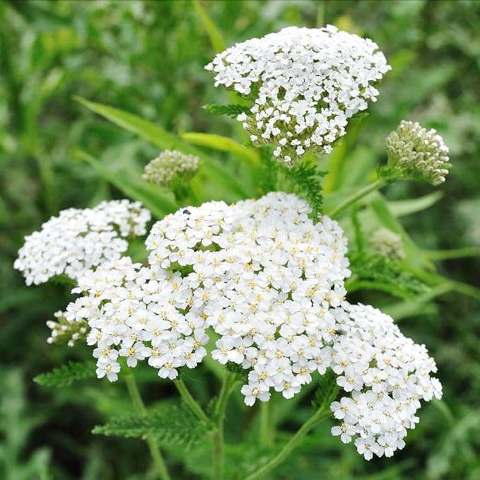 1000+Perennial Mixed Yarrow Flowers Seeds for Planting Outdoor Garden, Non-GMO,Heirloom