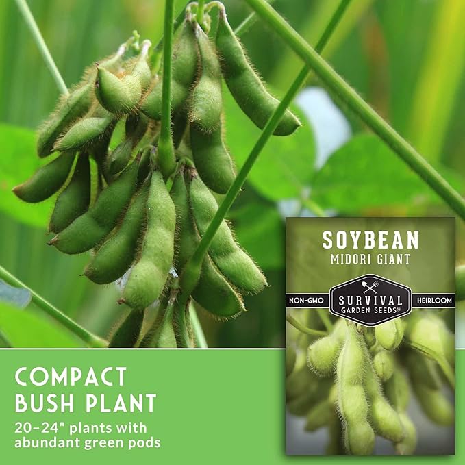 Midori Giant Soybean Seeds for Planting - Grow Protein-Rich Edamame Pods in Your Home Vegetable Garden - Non-GMO Heirloom Soy Bean - Survival Garden Seeds (2 Packs)