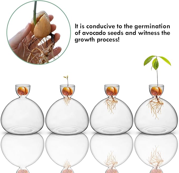 Large Avocado Vase Grow Glass Bulb Vases Acorn Seed Starter Vase Avocados Pit Planter Pot for Gardening Lover Indoor Hydroponics