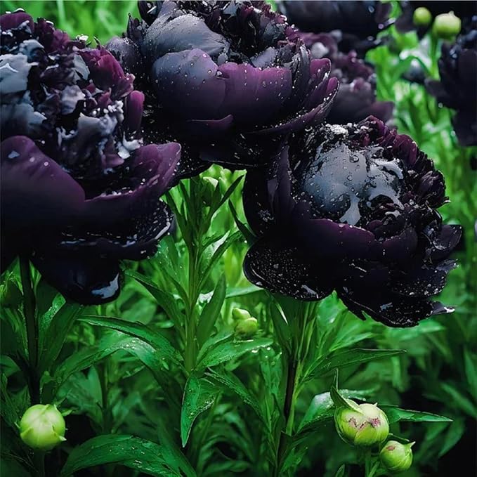 100+ Double Mixed Peonies Seeds for Planting Outdoors,Premium Peony Seeds Non-GMO Heirloom Perennial Flower,Peony Flowers Seed with Ruffled Blooms Garden Home