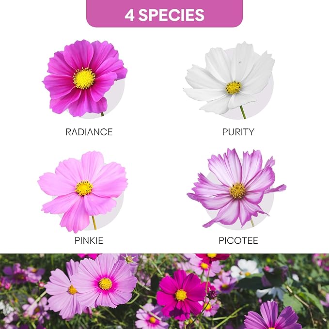 Groundio Cosmos Seeds Wildflower Mix 1 Oz, Over 3,000+, 4 Varieties Flowers Seeds for Planting (Radiance, Purity, Pinkie, Picotee), Open Pollinated Bulk
