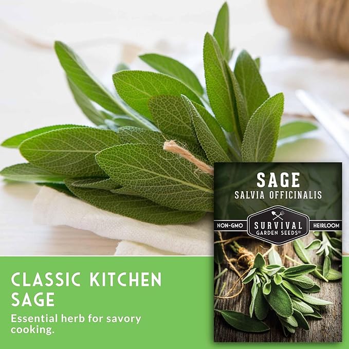 2 Packs Culinary Sage Seed for Planting - Packet with Instructions to Grow Salvia Officinalis Herbs in Your Home Vegetable Garden - Non-GMO Heirloom Variety - Survival Garden Seeds