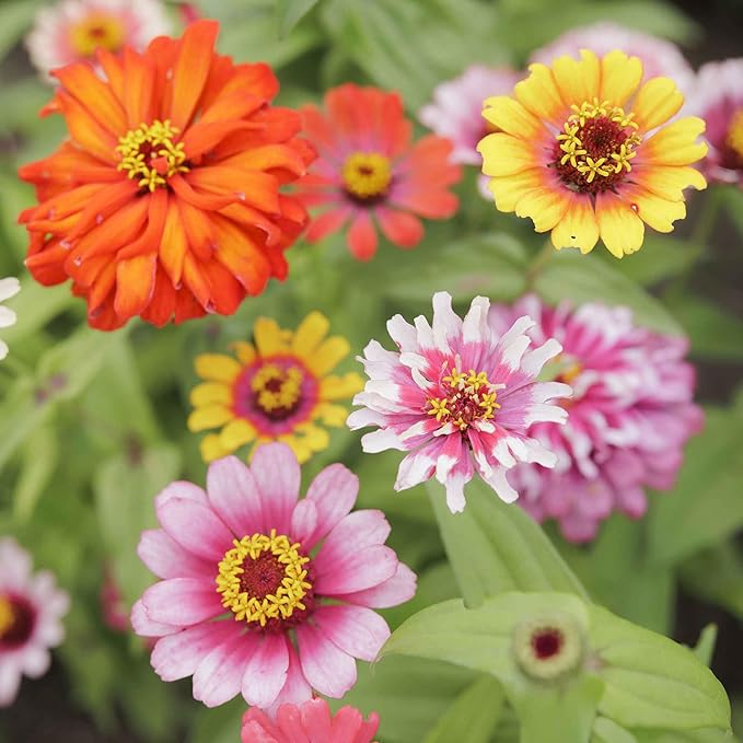 Eden Brothers Zinnia Seeds - Swirls Mixed, Non-GMO Seeds for Planting, 1/4 lb | Low-Maintenance Flower Seeds, Plant During Spring, Zones 3, 4, 5, 6, 7, 8, 9, 10
