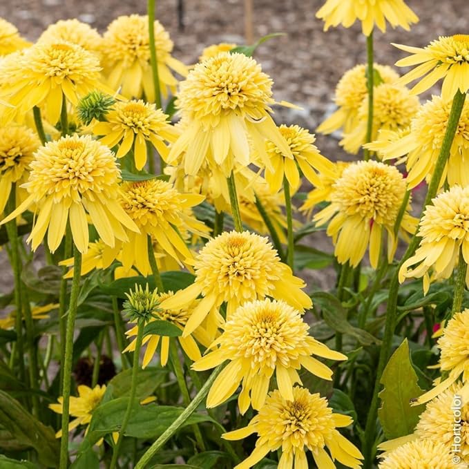 300+ Double Echinacea Seeds, Heirloom Coneflower Seeds, Non-GMO Perennial Flowers, Butterfly Garden Plants