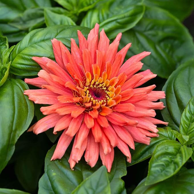 Eden Brothers Zinnia Seeds - Senorita, Non-GMO Seeds for Planting, 1/4 lb | Low-Maintenance Flower Seeds, Plant During Spring, Zones 3, 4, 5, 6, 7, 8, 9, 10