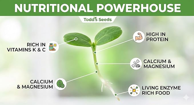 Todd’s Seeds - Alfalfa Sprouting Seeds - Easy to Grow Bulk Alfalfa - Fast Growing with High Sprout Germination (1/2 Pound)