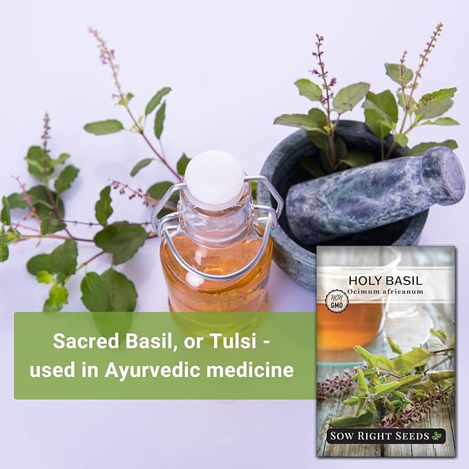 Sow Right Seeds - Holy Basil Tulsi Seed for Planting - Culinary Herb to Plant in Your Garden - Indoors or Outdoors - Ayurvedic Medicine and Tea - Non-GMO Heirloom Seeds - Great Gardening Gift (3)