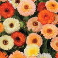2000+ Calendula Seeds for Planting - Calendula officinalis Pacific Beauty Mix Wildflower Seeds Non-GMO Heirloom Flower Seeds