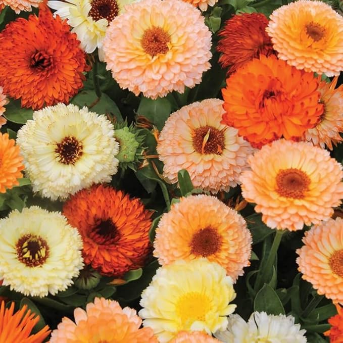 2000+ Calendula Seeds for Planting - Calendula officinalis Pacific Beauty Mix Wildflower Seeds Non-GMO Heirloom Flower Seeds
