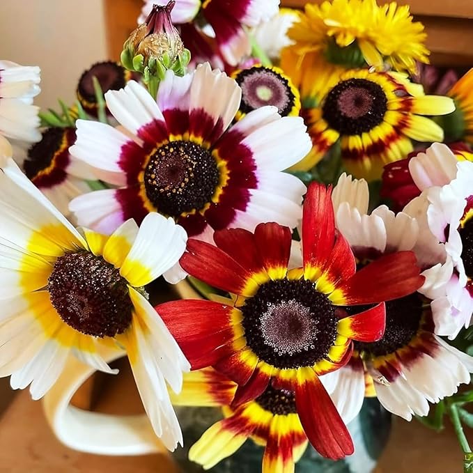 900 Perennial Painted Daisy Flower Seeds for Planting Outdoors-Chrysanthemum Carinatum Flower Garden Seeds