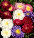 200+ Perennial Aster Flower Seeds for Planting Outdoors-Rainbow Flower Garden Home Fragrant Butterfly