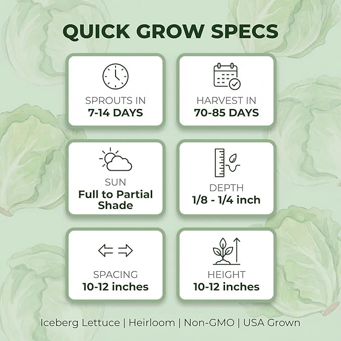 500 Iceberg Lettuce Seeds for planting - Heirloom Non-GMO USA Grown Premium Vegetable Seeds for Planting Home Garden - Crisphead Heading Lettuce Lactuca Sativa by RDR Seeds