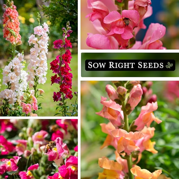 Sow Right Seeds - Large Mixed Snapdragon Flower Seeds for Planting - Non-GMO Heirloom Packet With Instructions to Grow - Fragrant Annual Flower Spikes in a Mix of Colors - Long-Lasting Blooms